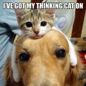 Meet your Posher, Patti